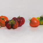 Tomaten, 30 x 60 cm, olieverf op paneel